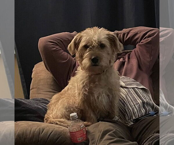 Medium Photo #4 Bulldog-Unknown Mix Puppy For Sale in Rochester, NY, USA