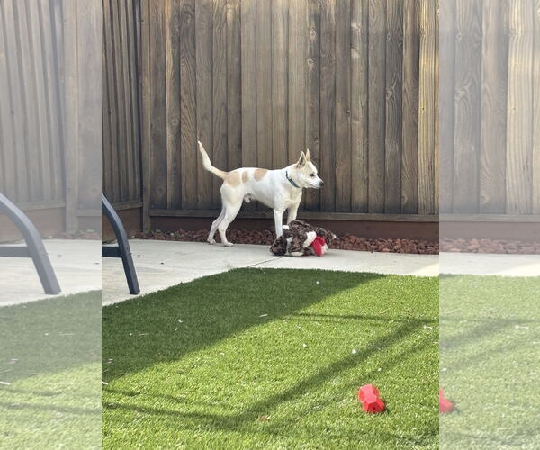 Medium Photo #1 Carolina Dog-Unknown Mix Puppy For Sale in Morgan Hill, CA, USA