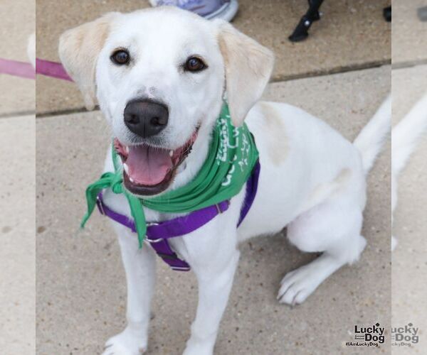 Medium Photo #4 Labrador Retriever-Unknown Mix Puppy For Sale in Washington, DC, USA
