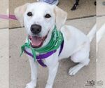 Small #3 Labrador Retriever Mix