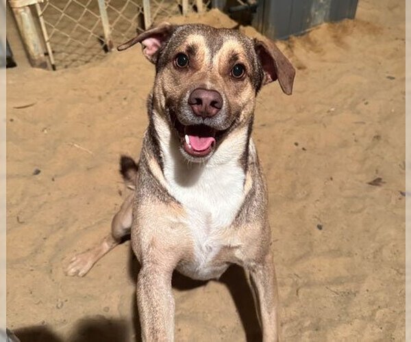 Medium Photo #8 Mutt Puppy For Sale in Eastman, GA, USA