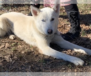 Alaskan Husky-German Shepherd Dog Mix Dogs for adoption in HALEYVILLE, AL, USA