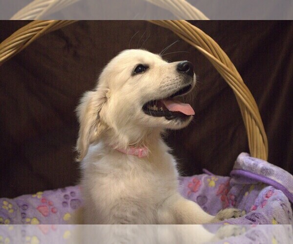 Medium Photo #38 English Cream Golden Retriever Puppy For Sale in LANCASTER, WI, USA