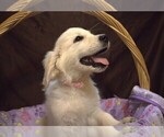 Small Photo #38 English Cream Golden Retriever Puppy For Sale in LANCASTER, WI, USA