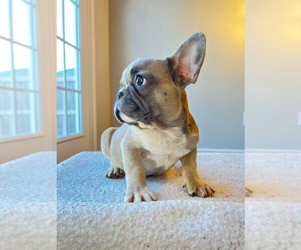 Medium Photo #1 French Bulldog Puppy For Sale in WEST COLUMBIA, SC, USA