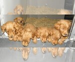 Small Photo #9 Goldendoodle Puppy For Sale in VERMONTVILLE, MI, USA