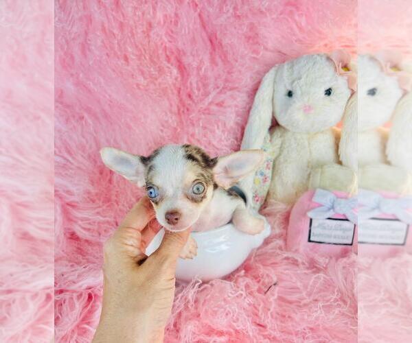 Medium Photo #9 Chihuahua Puppy For Sale in CAPE CORAL, FL, USA