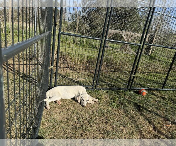 Medium Photo #19 Anatolian Shepherd-Labrador Retriever Mix Puppy For Sale in Higley, AZ, USA
