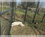 Small #18 Anatolian Shepherd-Labrador Retriever Mix