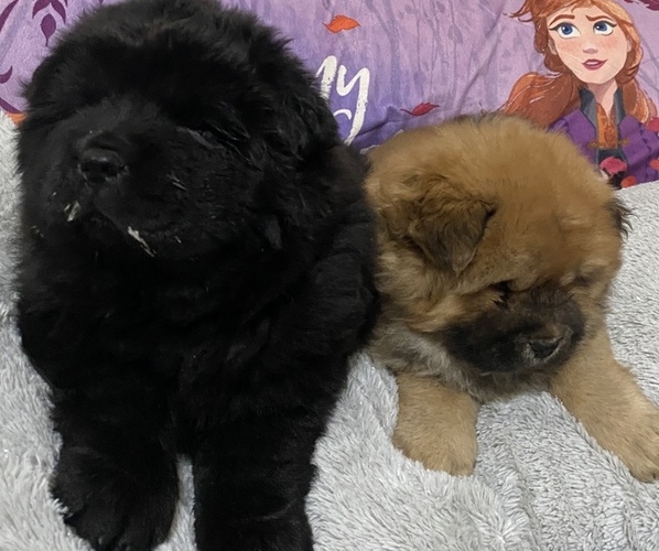 Medium Photo #5 Chow Chow Puppy For Sale in EL PASO, TX, USA
