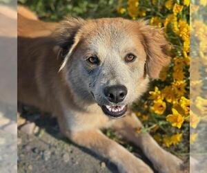 Labrador Retriever-Unknown Mix Dogs for adoption in San Diego, CA, USA