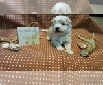 Small Photo #2 Maltipoo (Miniature) Puppy For Sale in BROOKFIELD, MO, USA