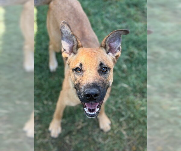 Medium Photo #3 German Shepherd Dog-Unknown Mix Puppy For Sale in Canton, CT, USA