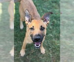 Small #2 German Shepherd Dog Mix