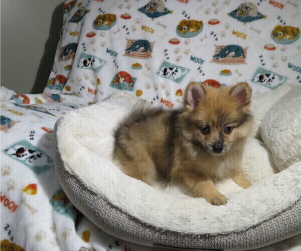 Medium Photo #2 Pomeranian Puppy For Sale in COOKEVILLE, TN, USA
