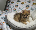 Small #1 Pomeranian