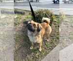 Small #1 Puginese