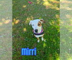Small #3 Australian Shepherd-Boxer Mix