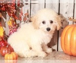 Small Photo #5 Bichpoo Puppy For Sale in MOUNT VERNON, OH, USA
