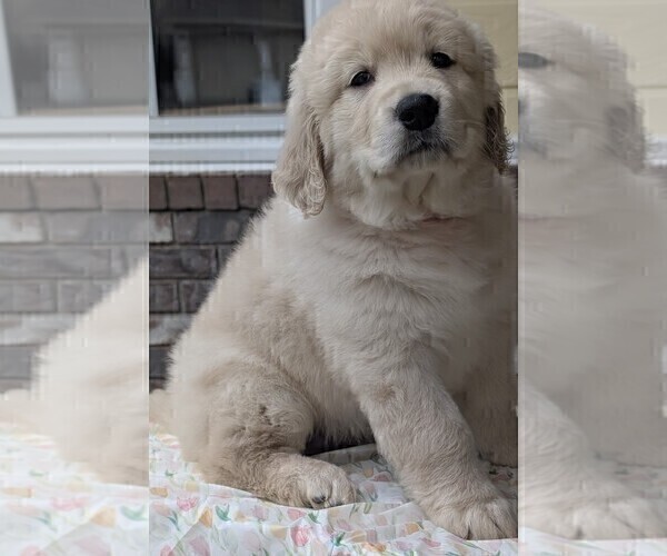 Medium Photo #11 Golden Retriever Puppy For Sale in MODESTO, CA, USA