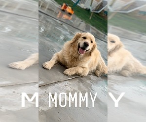 Mother of the Golden Retriever puppies born on 07/03/2020