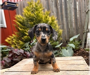 Dachshund Puppy for sale in MIDDLEBURY, IN, USA