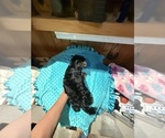 Small #4 Yorkshire Terrier