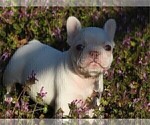 Small #6 French Bulldog
