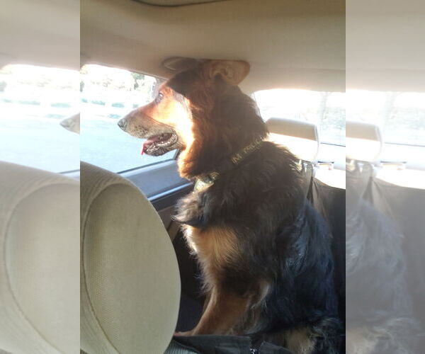 Medium Photo #6 German Shepherd Dog Puppy For Sale in Modesto, CA, USA