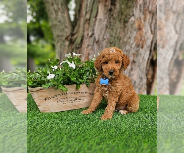 Medium Photo #3 Goldendoodle (Miniature) Puppy For Sale in INDIANAPOLIS, IN, USA