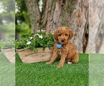 Small #2 Goldendoodle (Miniature)