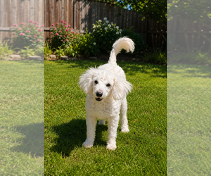 Bichon Frise Dogs for adoption in Seaford, DE, USA
