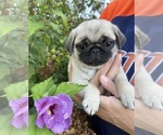 Image preview for Ad Listing. Nickname: Oliver