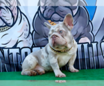 Small Photo #1 French Bulldog Puppy For Sale in LEHIGH ACRES, FL, USA