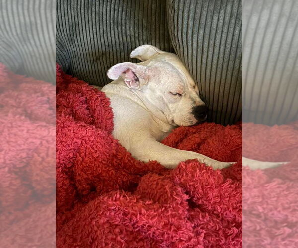 Medium Photo #7 American Pit Bull Terrier-Unknown Mix Puppy For Sale in Germantown, OH, USA