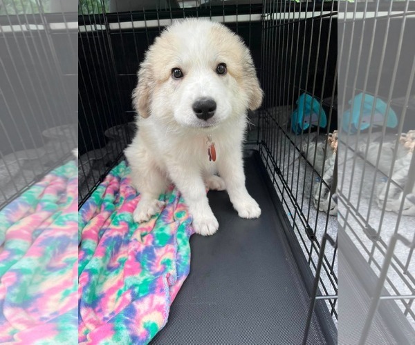 Medium Photo #2 Great Pyrenees Puppy For Sale in Croydon, NH, USA