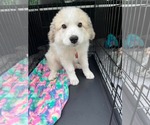 Small #1 Great Pyrenees