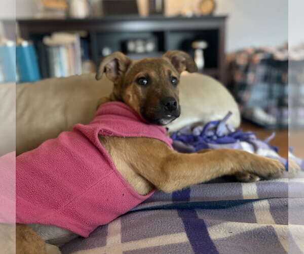 Medium Photo #4 Mutt Puppy For Sale in Brooklyn Center, MN, USA