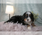 Small #2 Bernedoodle (Miniature)