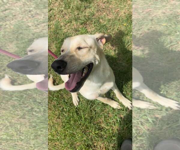 Medium Photo #2 Mutt Puppy For Sale in Martinsburg, WV, USA
