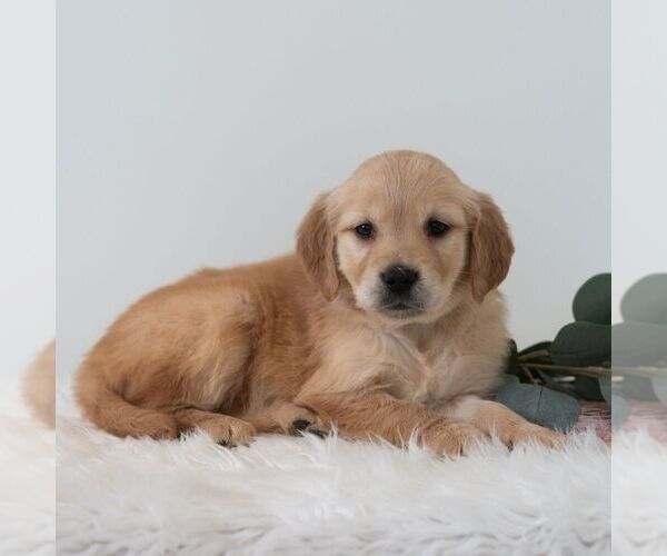 Medium Photo #5 Golden Retriever Puppy For Sale in NEWPORT, PA, USA