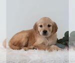Small #4 Golden Retriever