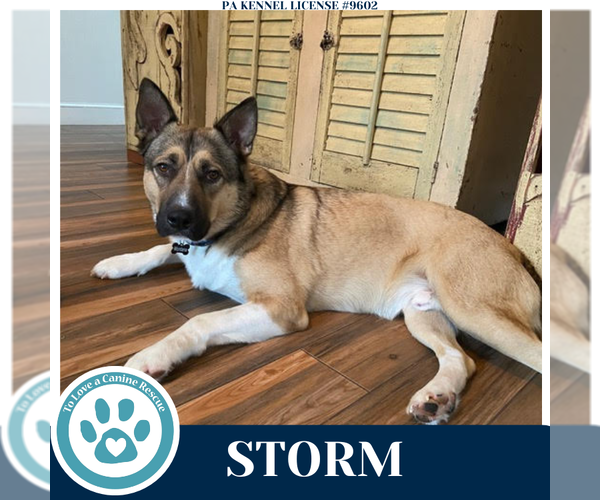 Medium Photo #1 German Shepherd Dog-Unknown Mix Puppy For Sale in Kimberton, PA, USA