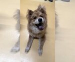 Small #1 Chow Chow Mix