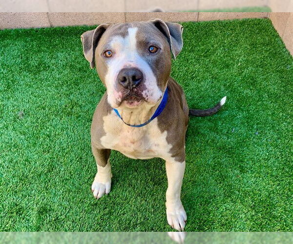 Medium Photo #2 Mutt Puppy For Sale in Moreno Valley, CA, USA