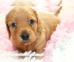 Small Photo #4 Dachshund Puppy For Sale in RIALTO, CA, USA