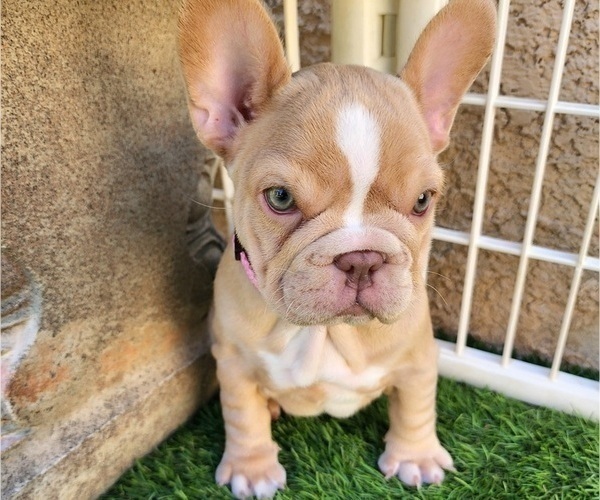 Medium Photo #10 French Bulldog Puppy For Sale in LAS VEGAS, NV, USA