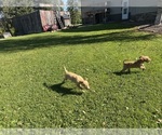 Small #11 Goldendoodle-Poodle (Miniature) Mix