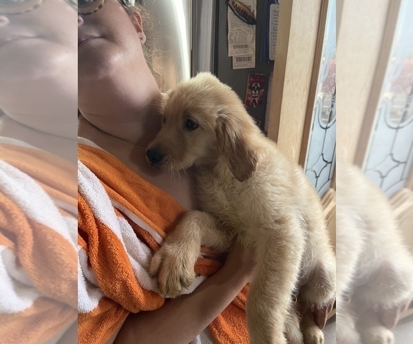 Medium Photo #1 Golden Retriever Puppy For Sale in SAN DIEGO, CA, USA
