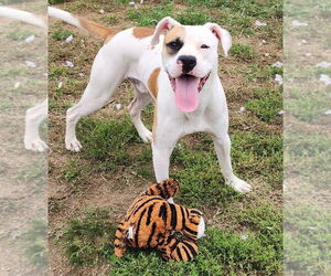 Mutt Dogs for adoption in Evansville, IN, USA